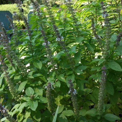 African Blue Basil